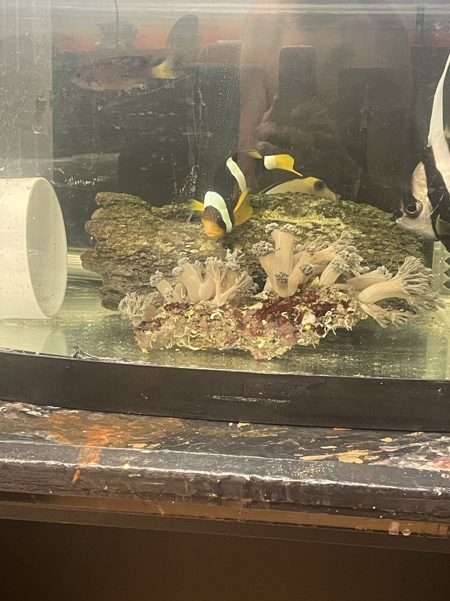 Clown fish
