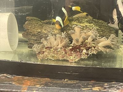 Clown fish