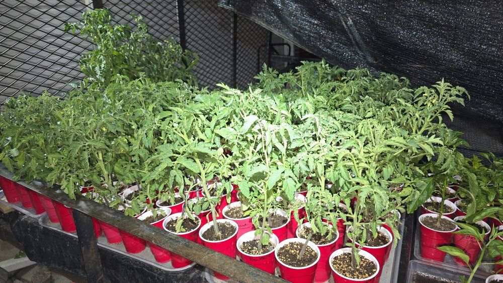 Plants for sale: Tomatoes, Peppers, Squash, Ground Cherry, Eggplant