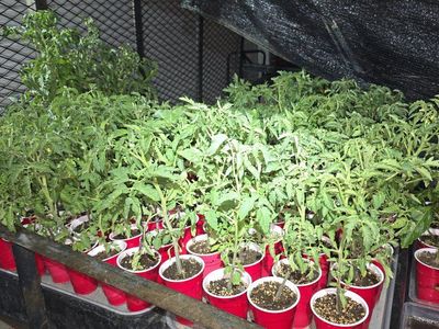 Plants for sale: Tomatoes, Peppers, Squash, Ground Cherry, Eggplant