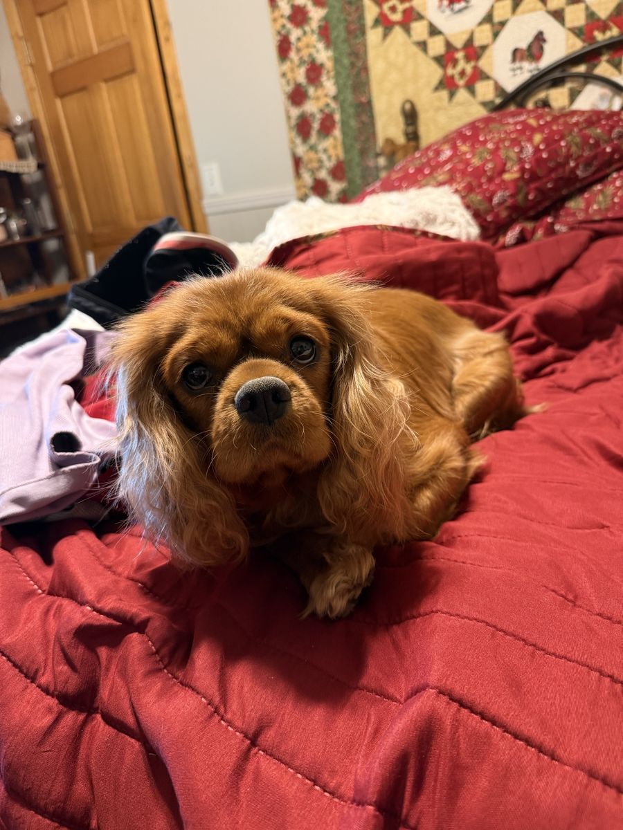 Cavalier King Charles female AKC