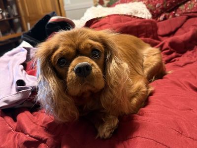 Cavalier King Charles female AKC