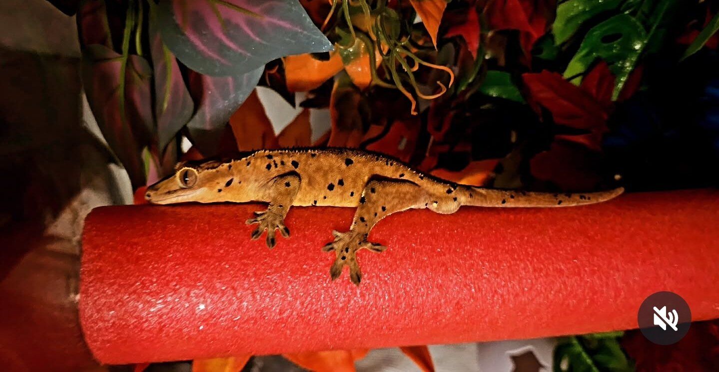 Make me an offer - male dalmation crested gecko