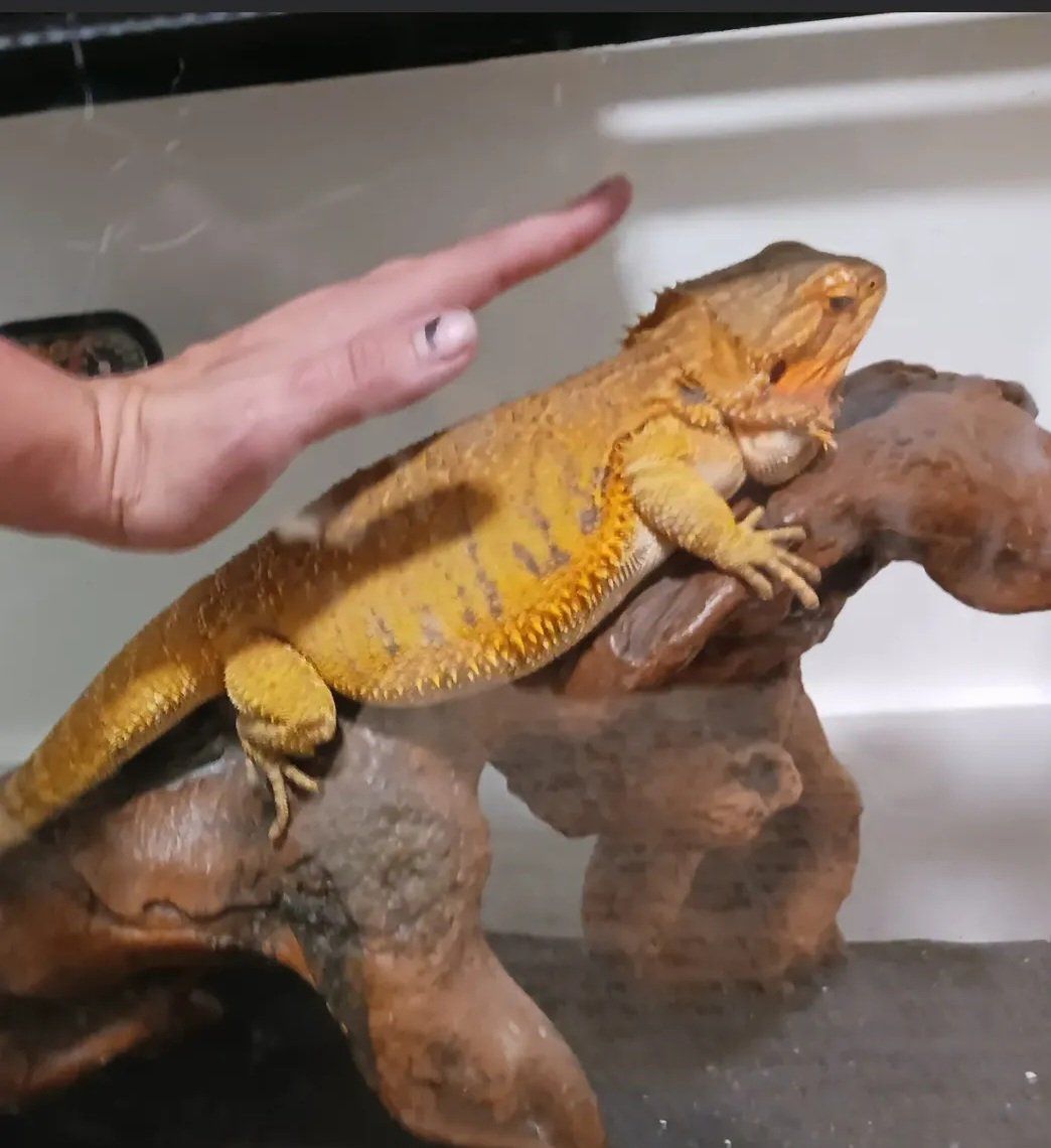 Adult Bearded Dragon - Female - Everything incuded