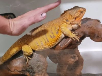 Adult Bearded Dragon - Female - Everything incuded