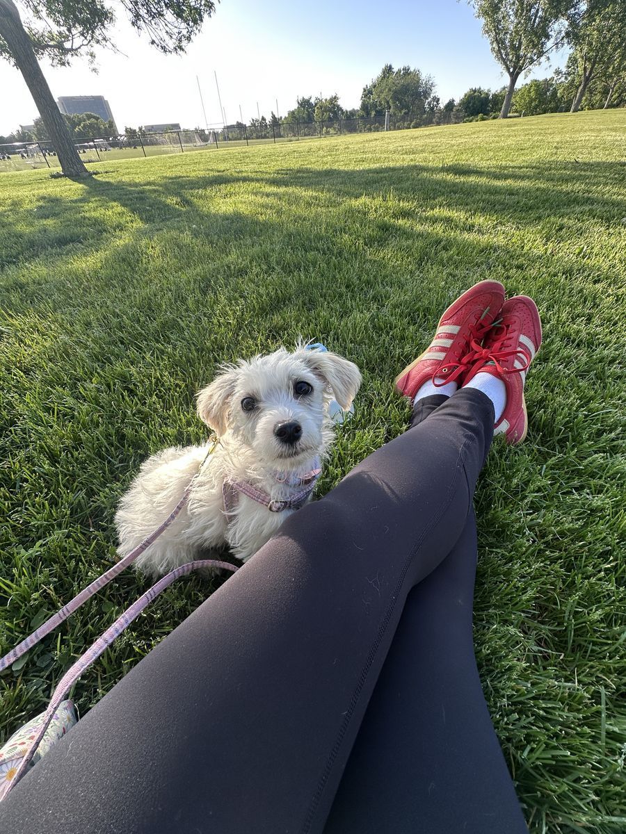 Miniature poodle/chihuahua