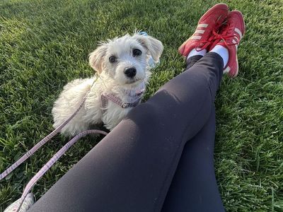 Miniature poodle/chihuahua