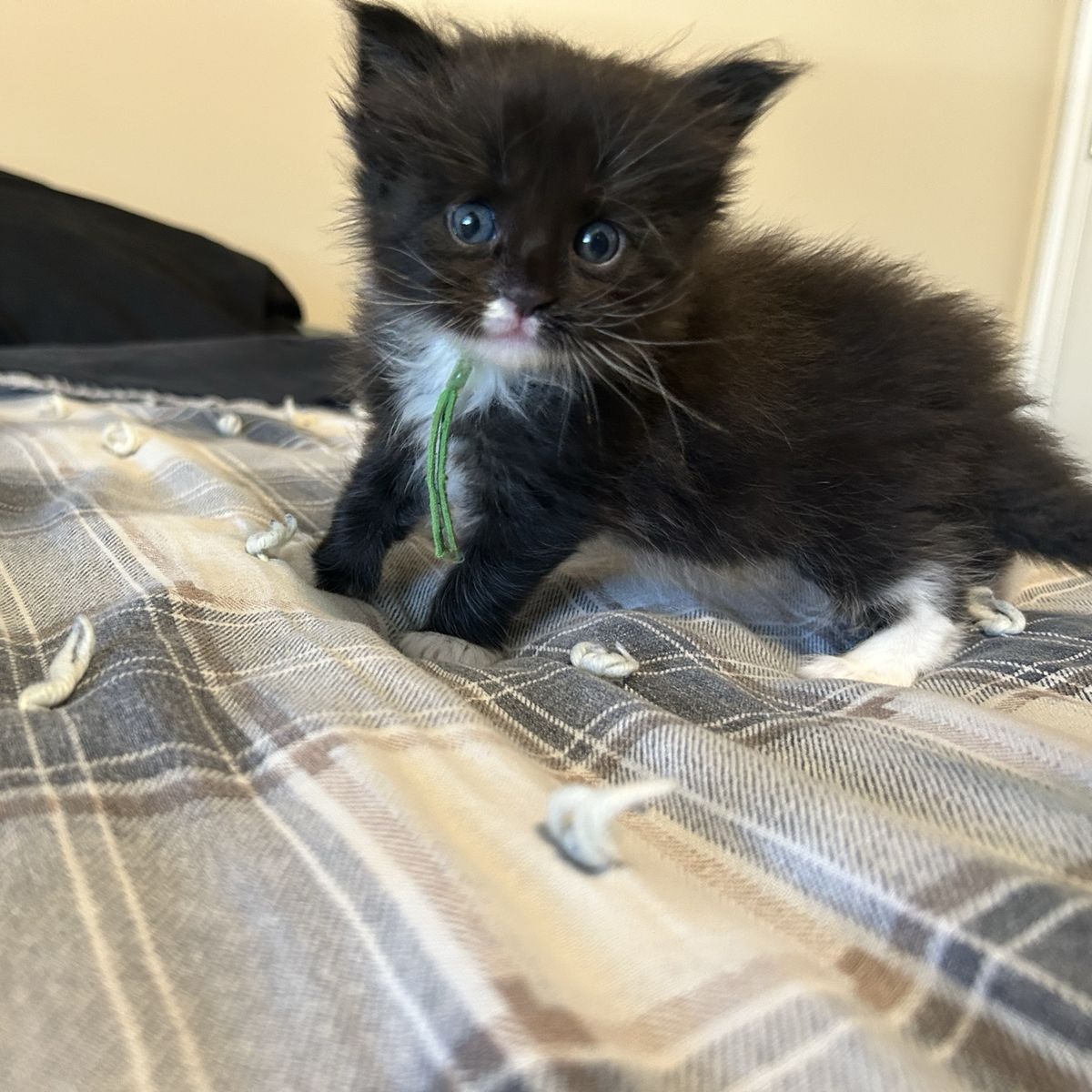 European Maine Coon Kitten