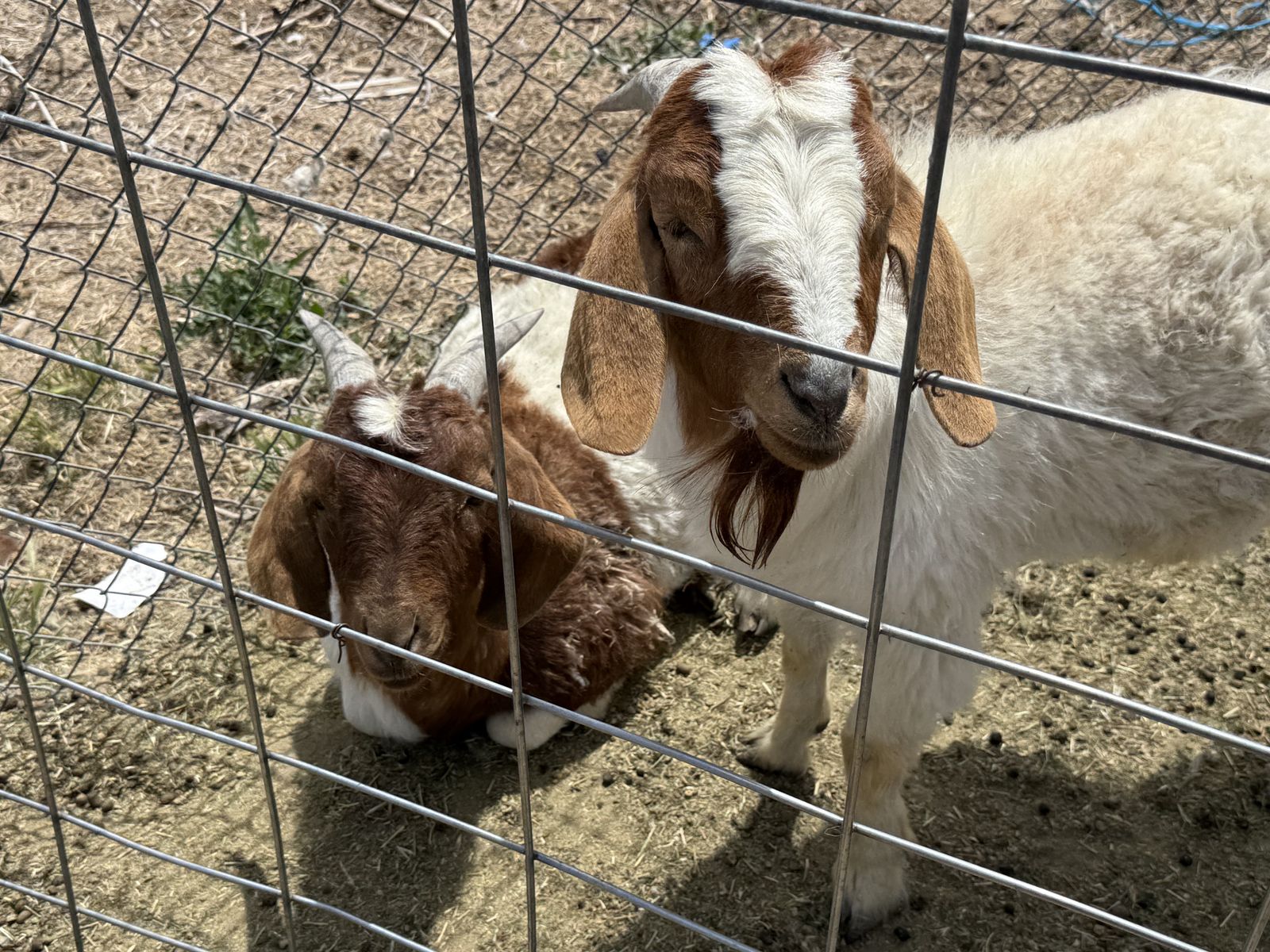 Buck Boer goats