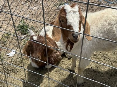 Buck Boer goats