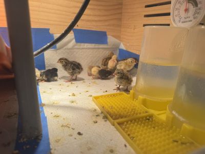 Fresh Button Quail Also Older ones As Well