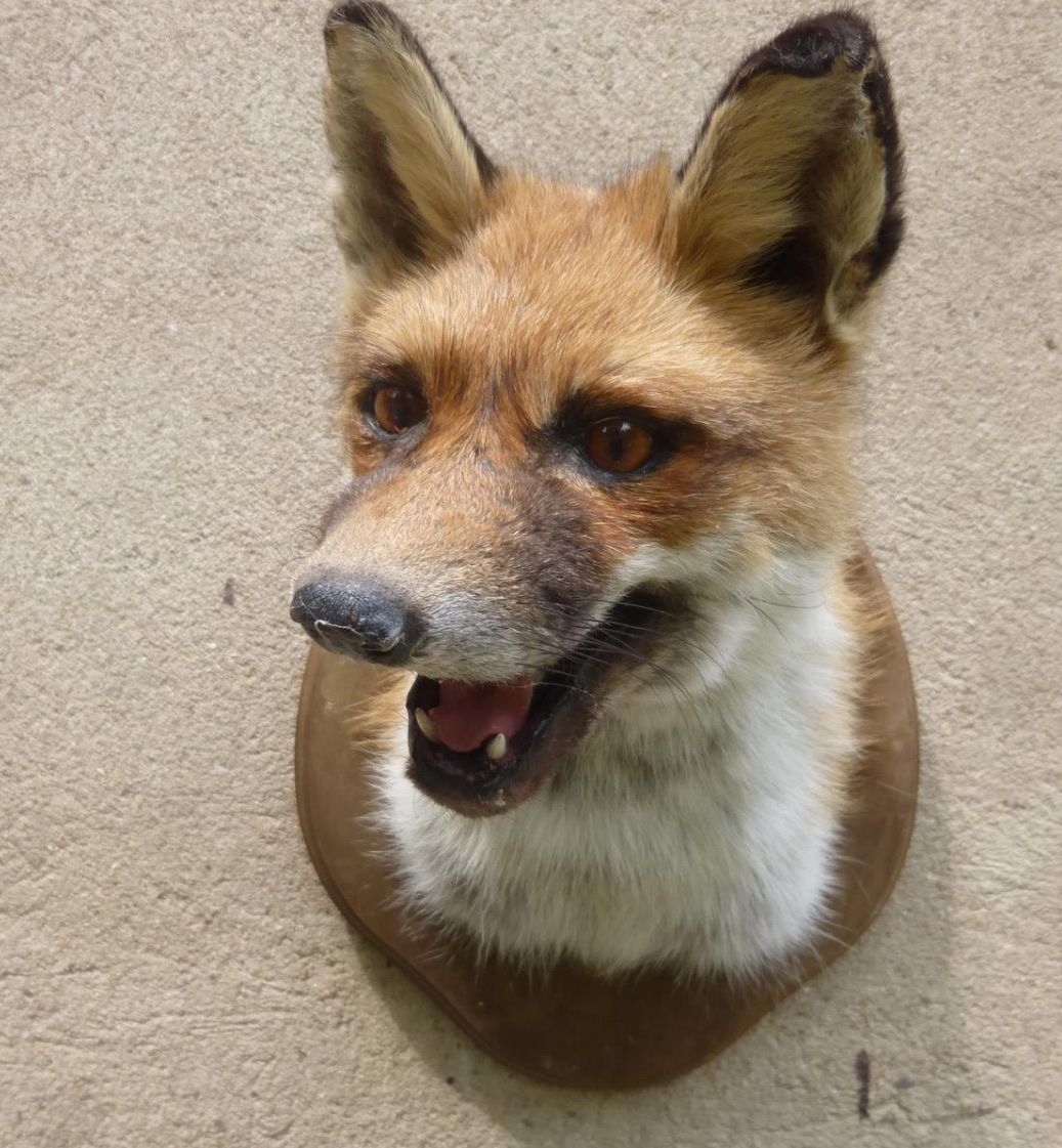 beautiful fox taxidermy