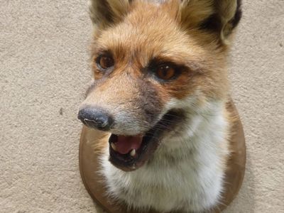 beautiful fox taxidermy