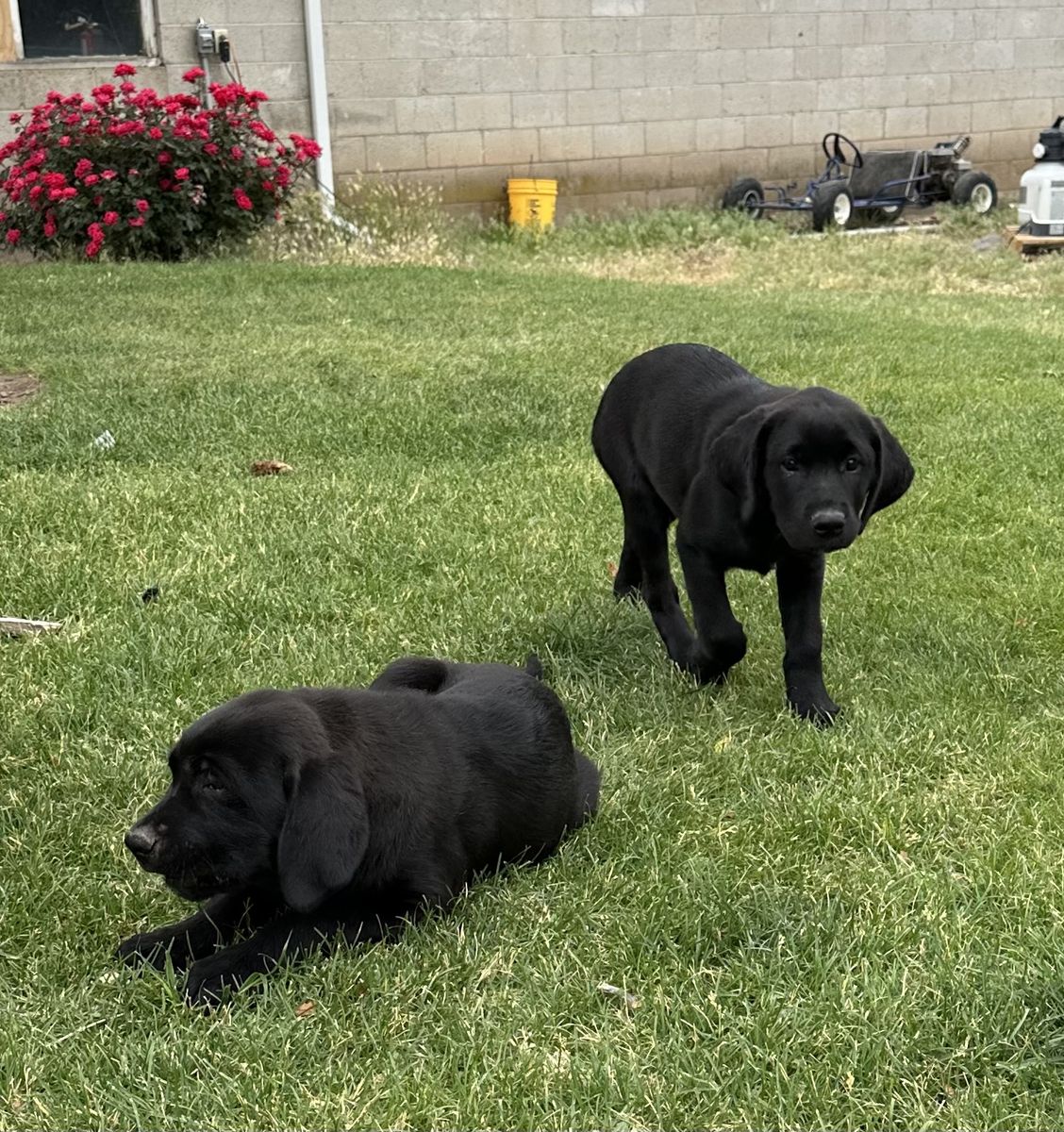 Black Labrador/ St. Bernard /mastiff Puppies