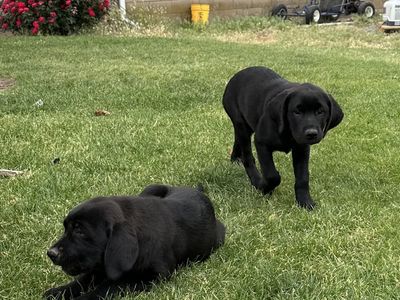 Black Labrador/ St. Bernard /mastiff Puppies