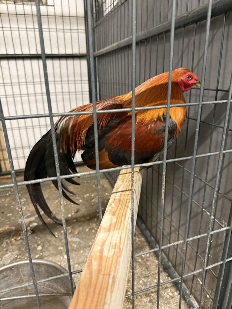 Pure Green Legged Sweater Stag Gamefowl