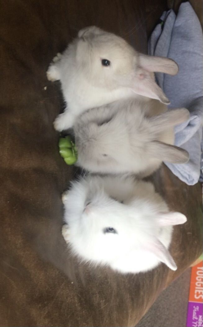 Baby bunnies