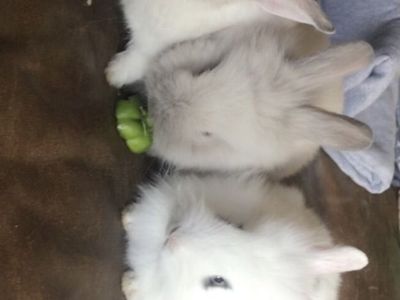 Baby bunnies