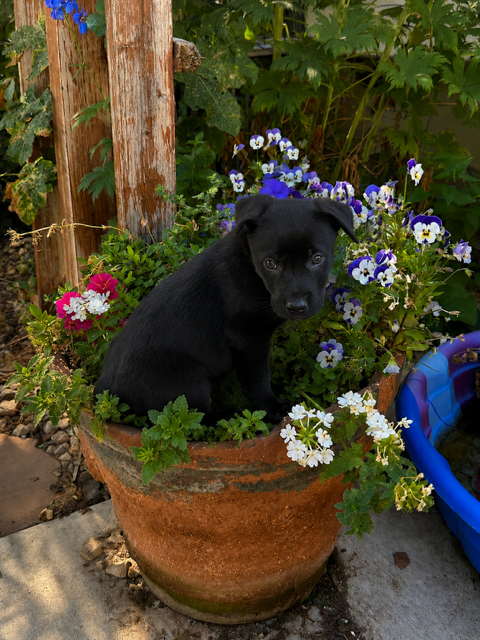 Lab Puppy