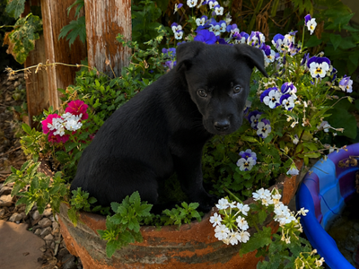 Lab Puppy