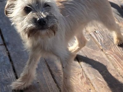 Meet Xander- terrier schnauzer mix