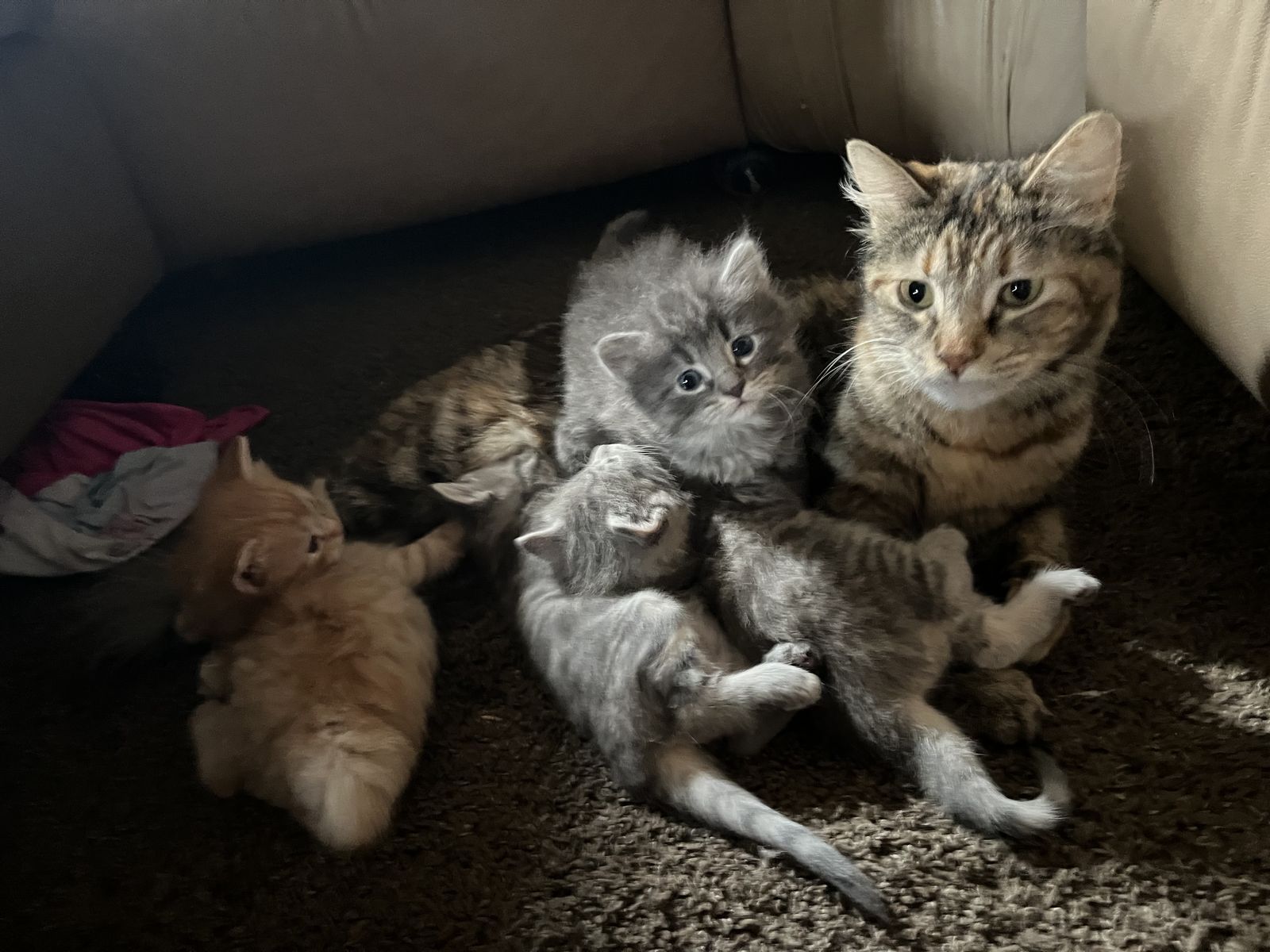 Adorable, sweet kittens looking for their forever home!