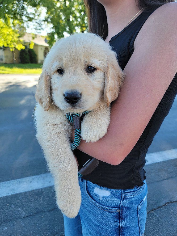 AKC Golden Retriever puppies, 2 left.