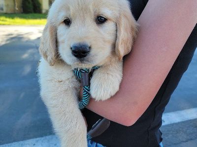 AKC Golden Retriever puppies, 2 left.