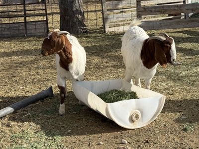 4 Wethers And 3 Bucks