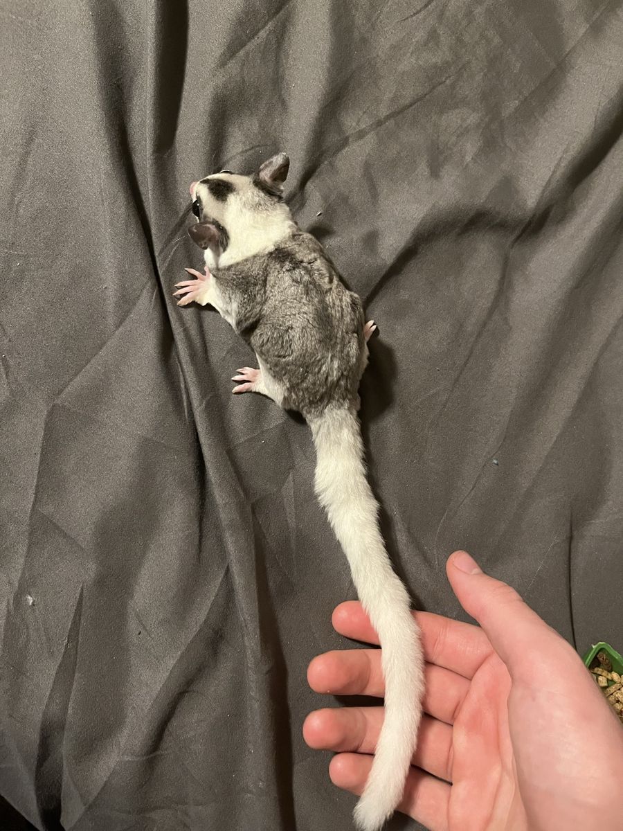 Surgar gliders