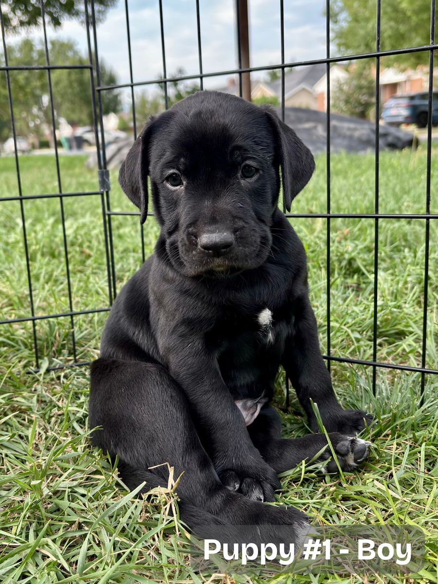 Bulladore Puppies (Olde English Bulldog × Labrador Retriever) GOING FAST!