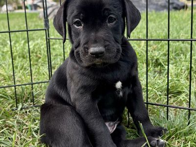 Bulladore Puppies (Olde English Bulldog × Labrador Retriever) GOING FAST!