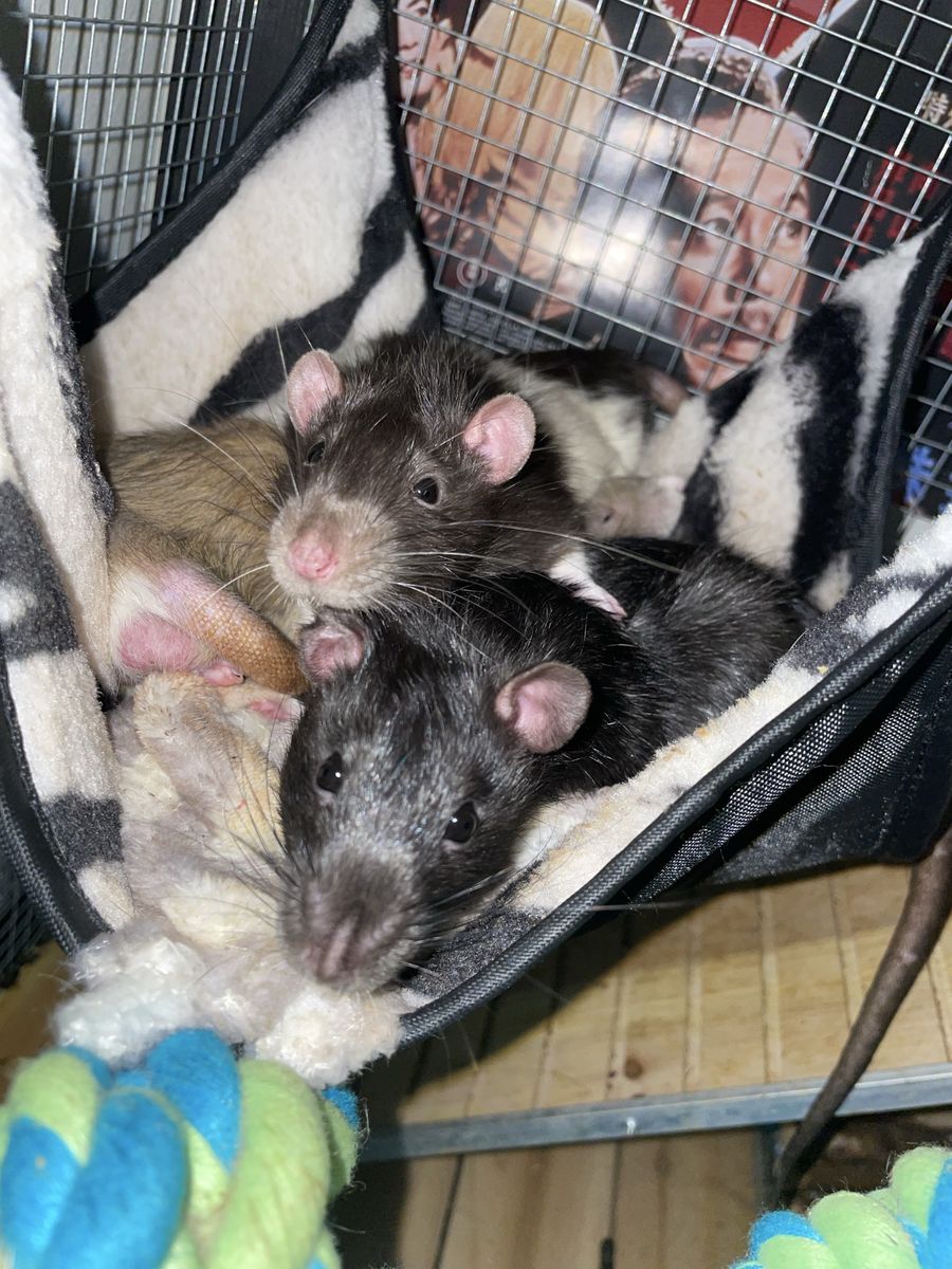 3 Fancy Rats