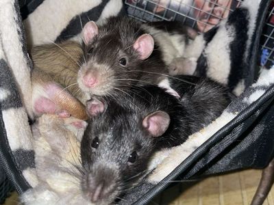 3 Fancy Rats