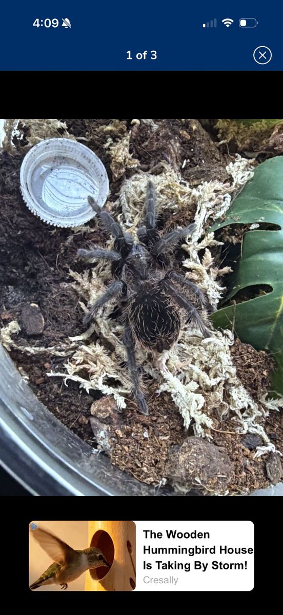 Tliltocatl schroederi Juvenile (Mexican black velvet)