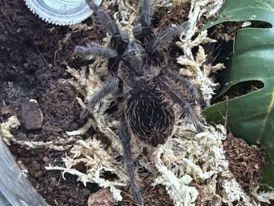 Tliltocatl schroederi Juvenile (Mexican black velvet)