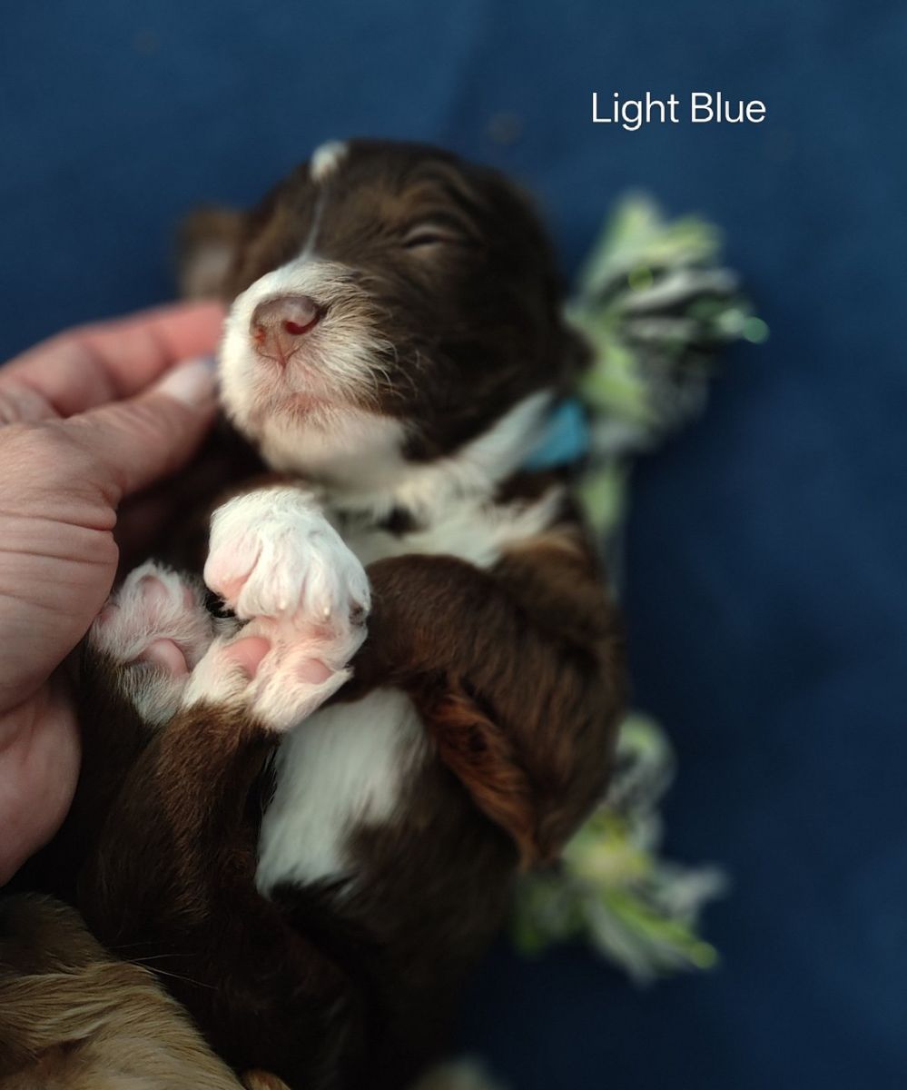 Mini golden aussiedoodle puppies