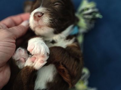 Mini golden aussiedoodle puppies