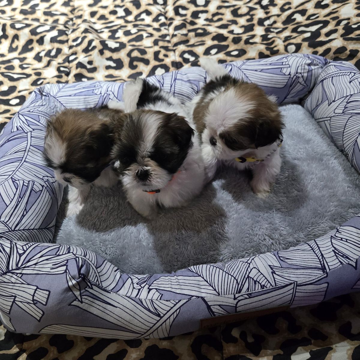 AKC Shitzu/shih Tzu puppies