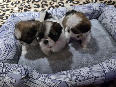 AKC Shitzu/shih Tzu puppies