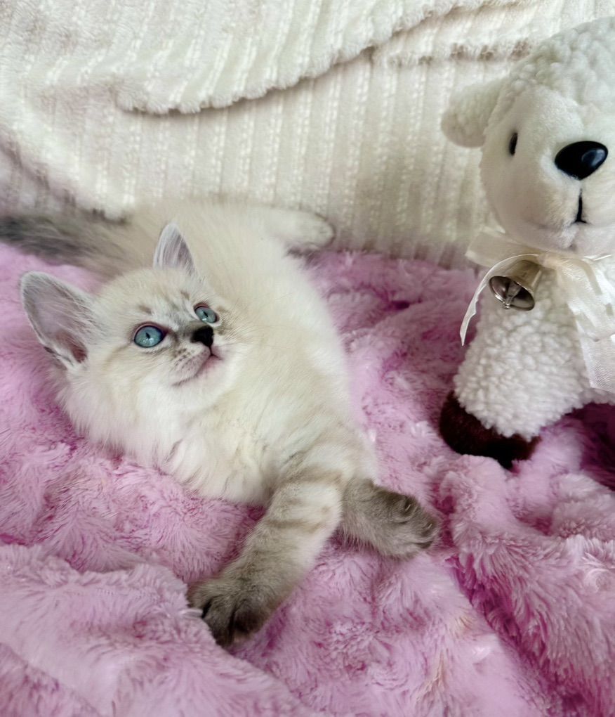 SALE: GORGEOUS RAGDOLL Teacup M/F kittens--SUPER SWEET LOYAL TEMPERMENTS-- SUPER FLUFFY/FLOPPY, shed less/less allergenic!