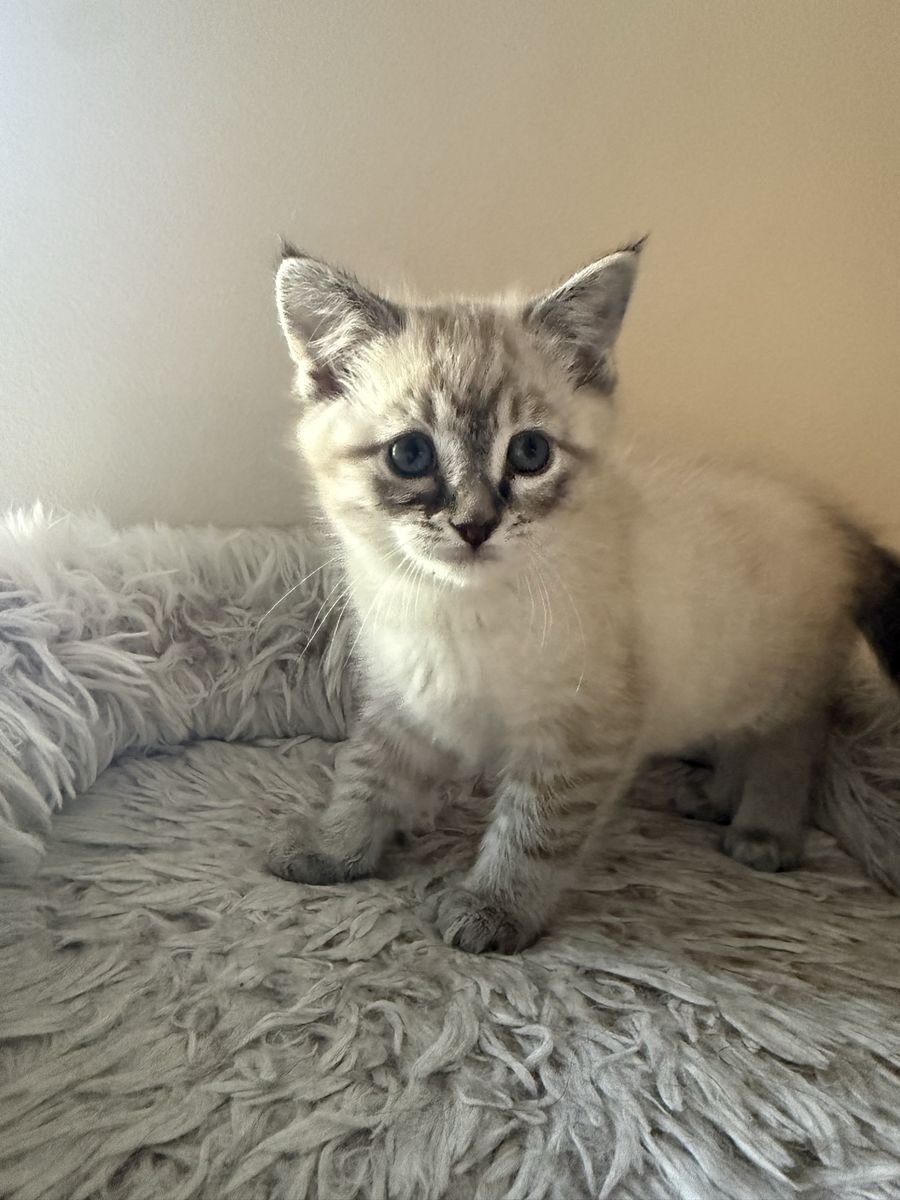 Ragdoll mix kittens