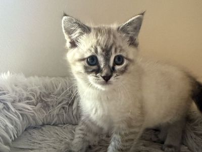 Ragdoll mix kittens
