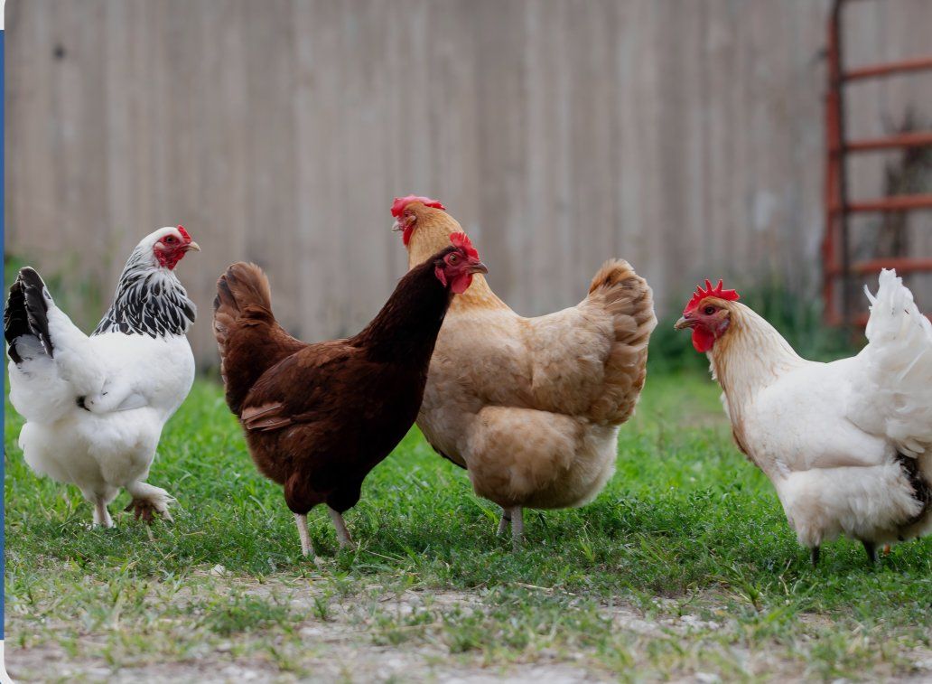  ISO FREE. chickens. 
I would love to take hens or roosters that you don't want .