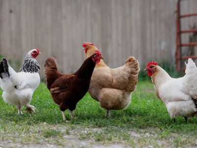 ISO FREE. chickens.
I would love to take hens or roosters that you don't want .