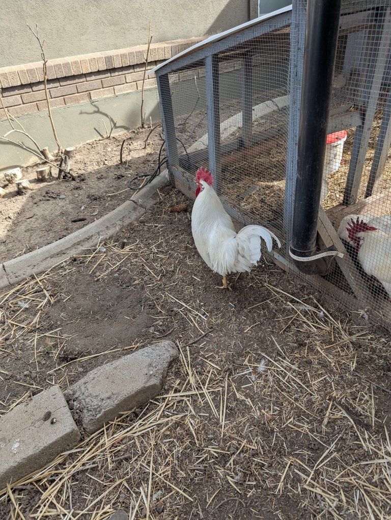 Rooster (White Leghorn Mix)