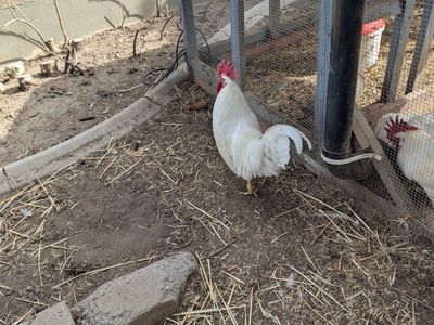 Rooster (White Leghorn Mix)