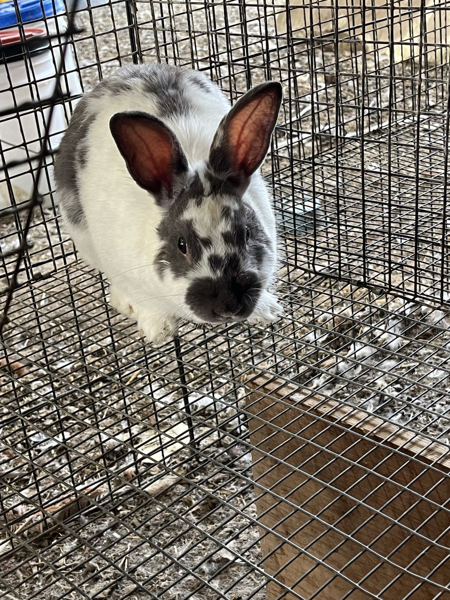 Adorable Rex/New Zealand Buck Rabbit - White & Grey Patches