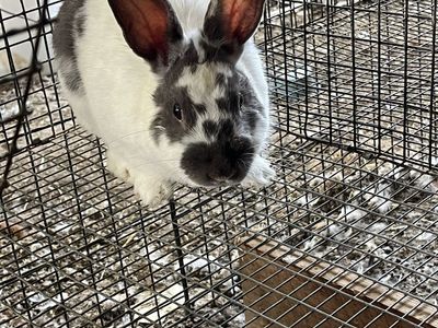 Adorable Rex/New Zealand Buck Rabbit - White & Grey Patches