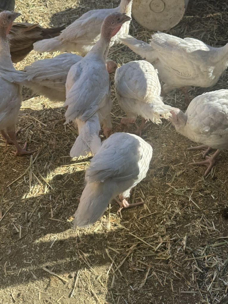 Young Meat Turkeys